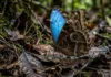 Borboleta morpho reflete luz azul em nanoestruturas nas escamas para comunicação e usa tom marrom para camuflagem na floresta Borboleta morpho reflete luz azul em nanoestruturas nas escamas para comunicação e usa tom marrom para camuflagem na floresta