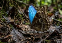 Borboleta morpho reflete luz azul em nanoestruturas nas escamas para comunicação e usa tom marrom para camuflagem na floresta Borboleta morpho reflete luz azul em nanoestruturas nas escamas para comunicação e usa tom marrom para camuflagem na floresta