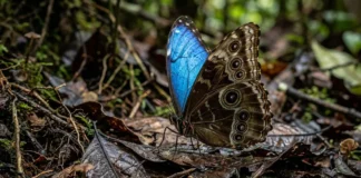 Borboleta morpho reflete luz azul em nanoestruturas nas escamas para comunicação e usa tom marrom para camuflagem na floresta Borboleta morpho reflete luz azul em nanoestruturas nas escamas para comunicação e usa tom marrom para camuflagem na floresta