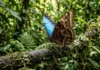 Borboleta morpho utiliza nanoestruturas nas escamas para refletir luz azul e alterna para camuflagem castanha no sub-bosque Borboleta morpho utiliza nanoestruturas nas escamas para refletir luz azul e alterna para camuflagem castanha no sub-bosque