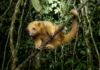 Tamanduaí aplica ácido fórmico de formigas na própria pelagem para repelir predadores nas copas da floresta amazônica Tamanduaí aplica ácido fórmico de formigas na própria pelagem para repelir predadores nas copas da floresta amazônica
