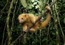 Tamanduaí aplica ácido fórmico de formigas na própria pelagem para repelir predadores nas copas da floresta amazônica Tamanduaí aplica ácido fórmico de formigas na própria pelagem para repelir predadores nas copas da floresta amazônica