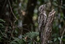 Urutau utiliza fendas nas pálpebras e camuflagem em tocos para vigiar o entorno sem se mover durante o dia Urutau utiliza fendas nas pálpebras e camuflagem em tocos para vigiar o entorno sem se mover durante o dia
