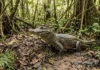 Jacaretinga acumula matéria orgânica em decomposição para aquecer ovos e calor da fermentação define sexo dos filhotes na Amazônia Jacaretinga acumula matéria orgânica em decomposição para aquecer ovos e calor da fermentação define sexo dos filhotes na Amazônia