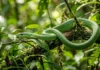 Cobra verde do dossel achata as costelas e ondula o corpo em S para planar trinta metros entre galhos Cobra verde do dossel achata as costelas e ondula o corpo em S para planar trinta metros entre galhos