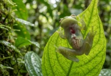 Perereca de vidro exibe órgãos internos por pele translúcida para suavizar silhueta contra luz nas folhas da Mata Atlântica Perereca de vidro exibe órgãos internos por pele translúcida para suavizar silhueta contra luz nas folhas da Mata Atlântica