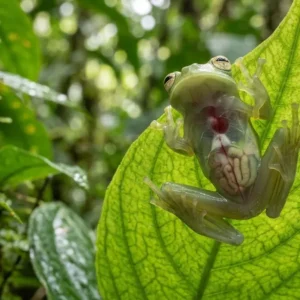 Perereca de vidro exibe órgãos internos por pele translúcida para suavizar silhueta contra luz nas folhas da Mata Atlântica Perereca de vidro exibe órgãos internos por pele translúcida para suavizar silhueta contra luz nas folhas da Mata Atlântica