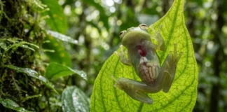 Perereca de vidro exibe órgãos internos por pele translúcida para suavizar silhueta contra luz nas folhas da Mata Atlântica Perereca de vidro exibe órgãos internos por pele translúcida para suavizar silhueta contra luz nas folhas da Mata Atlântica