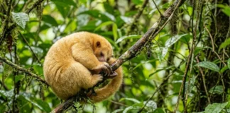 Tamanduaí esfrega ácido fórmico obtido de formigas na própria pelagem para criar barreira química contra predadores na Amazônia Tamanduaí esfrega ácido fórmico obtido de formigas na própria pelagem para criar barreira química contra predadores na Amazônia