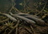 Poraquê sincroniza descargas elétricas em grupo para amplificar campo elétrico e atordoar cardumes de peixes maiores na Amazônia Poraquê sincroniza descargas elétricas em grupo para amplificar campo elétrico e atordoar cardumes de peixes maiores na Amazônia