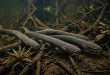 Poraquê sincroniza descargas elétricas em grupo para amplificar campo elétrico e atordoar cardumes de peixes maiores na Amazônia Poraquê sincroniza descargas elétricas em grupo para amplificar campo elétrico e atordoar cardumes de peixes maiores na Amazônia