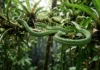 Cobra-verde encontra presas paradas na folhagem usando visão binocular e leitura química do ar amazônico Cobra-verde achata as costelas e ondula corpo para planar trinta metros entre árvores no dossel amazônico