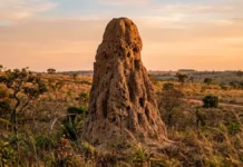 Cupim de montículo constrói chaminés térmicas e túneis periféricos para manter a temperatura interna estável no cerrado Cupim de montículo constrói chaminés térmicas e túneis periféricos para manter a temperatura interna estável no cerrado