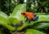 Rã pimenta extrai alcaloides da dieta de ácaros e transfere toxinas para girinos por ovos nas bromélias Rã pimenta extrai alcaloides da dieta de ácaros e transfere toxinas para girinos por ovos nas bromélias