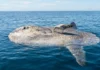 Peixe-lua emerge horizontalmente na superfície oceânica para permitir que aves marinhas removam ectoparasitas acumulados em sua pele Peixe-lua emerge horizontalmente na superfície oceânica para permitir que aves marinhas removam ectoparasitas acumulados em sua pele