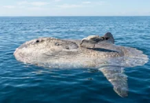 Peixe-lua emerge horizontalmente na superfície oceânica para permitir que aves marinhas removam ectoparasitas acumulados em sua pele Peixe-lua emerge horizontalmente na superfície oceânica para permitir que aves marinhas removam ectoparasitas acumulados em sua pele