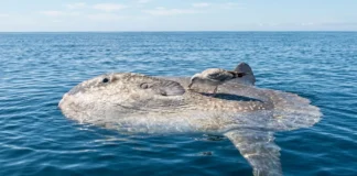 Peixe-lua emerge horizontalmente na superfície oceânica para permitir que aves marinhas removam ectoparasitas acumulados em sua pele Peixe-lua emerge horizontalmente na superfície oceânica para permitir que aves marinhas removam ectoparasitas acumulados em sua pele