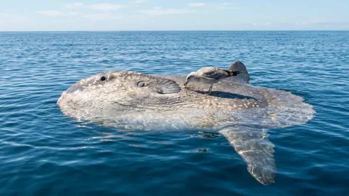 Peixe-lua emerge horizontalmente na superfície oceânica para permitir que aves marinhas removam ectoparasitas acumulados em sua pele Peixe-lua emerge horizontalmente na superfície oceânica para permitir que aves marinhas removam ectoparasitas acumulados em sua pele
