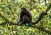 Macaco barrigudo macho combina bolsa laríngea e escroto azul turquesa para amplificar chamados e garantir domínio territorial na floresta Macaco barrigudo macho combina bolsa laríngea e escroto azul turquesa para amplificar chamados e garantir domínio territorial na floresta