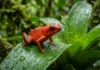 Rã-pimenta acumula toxinas extraídas de ácaros na pele e alimenta girinos com ovos tróficos nas bromélias Rã-pimenta acumula toxinas extraídas de ácaros na pele e alimenta girinos com ovos tróficos nas bromélias