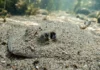 Arraia elétrica enterra-se no substrato e utiliza ampolas de Lorenzini para detectar presas sem impulso visual Arraia elétrica enterra-se no substrato e utiliza ampolas de Lorenzini para detectar presas sem impulso visual