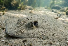 Arraia elétrica enterra-se no substrato e utiliza ampolas de Lorenzini para detectar presas sem impulso visual Arraia elétrica enterra-se no substrato e utiliza ampolas de Lorenzini para detectar presas sem impulso visual