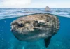 Peixe lua emerge na superfície do oceano para permitir que aves marinhas retirem centenas de parasitas da sua pele Peixe lua emerge na superfície do oceano para permitir que aves marinhas retirem centenas de parasitas da sua pele