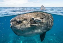 Peixe lua emerge na superfície do oceano para permitir que aves marinhas retirem centenas de parasitas da sua pele Peixe lua emerge na superfície do oceano para permitir que aves marinhas retirem centenas de parasitas da sua pele