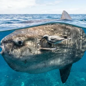 Peixe lua emerge na superfície do oceano para permitir que aves marinhas retirem centenas de parasitas da sua pele Peixe lua emerge na superfície do oceano para permitir que aves marinhas retirem centenas de parasitas da sua pele
