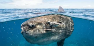 Peixe lua emerge na superfície do oceano para permitir que aves marinhas retirem centenas de parasitas da sua pele Peixe lua emerge na superfície do oceano para permitir que aves marinhas retirem centenas de parasitas da sua pele