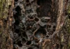 Abelhas sem ferrão visitam flores, carregam pólen entre plantas e mantêm ciclos de reprodução que passam despercebidos em jardins e florestas Abelha sem ferrão armazena mel em potes de cerume e usa resina antimicrobiana para defender a colônia contra micro-organismos