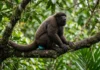 Macaco barrigudo macho usa bolsa laringea e escroto azul turquesa para sinalizar dominio e defender territorio na amazonia Macaco barrigudo macho usa bolsa laringea e escroto azul turquesa para sinalizar dominio e defender territorio na amazonia