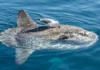 Peixe-lua sai de larva com poucos milímetros e chega a mais de mil quilos comendo água-viva Peixe-lua emerge na superfície oceânica e permite que aves marinhas pousem sobre o corpo para remover ectoparasitas