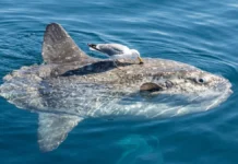 Peixe-lua sai de larva com poucos milímetros e chega a mais de mil quilos comendo água-viva Peixe-lua emerge na superfície oceânica e permite que aves marinhas pousem sobre o corpo para remover ectoparasitas