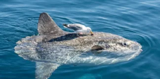 Peixe-lua sai de larva com poucos milímetros e chega a mais de mil quilos comendo água-viva Peixe-lua emerge na superfície oceânica e permite que aves marinhas pousem sobre o corpo para remover ectoparasitas