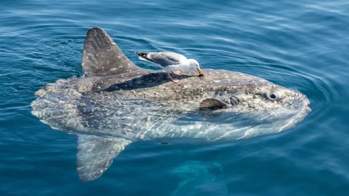 Peixe-lua emerge na superfície oceânica e permite que aves marinhas pousem sobre o corpo para remover ectoparasitas Peixe-lua emerge na superfície oceânica e permite que aves marinhas pousem sobre o corpo para remover ectoparasitas