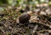 Bicho-pau deposita ovos com estrutura idêntica a sementes para atrair formigas e proteger filhotes contra vespas Bicho-pau deposita ovos com estrutura idêntica a sementes para atrair formigas e proteger filhotes contra vespas
