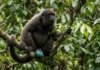 Macaco barrigudo macho combina escroto azul turquesa e bolsa laríngea para projetar vocalizações e defender território na floresta amazônica Macaco barrigudo macho combina escroto azul turquesa e bolsa laríngea para projetar vocalizações e defender território na floresta amazônica