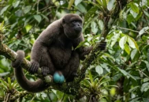 Macaco barrigudo macho combina escroto azul turquesa e bolsa laríngea para projetar vocalizações e defender território na floresta amazônica Macaco barrigudo macho combina escroto azul turquesa e bolsa laríngea para projetar vocalizações e defender território na floresta amazônica