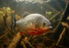 Entre frutos, insetos e peixes, a piranha vermelha usa dentes cortantes e participa da reciclagem nos rios amazônicos Piranha vermelha detecta sangue diluído por quimiorrecepção e recruta cardume para alimentação cooperativa nos rios amazônicos