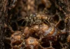 Abelha sem ferrão fabrica potes de cerume e mistura resinas vegetais para proteger o mel contra bactérias na floresta Abelha sem ferrão fabrica potes de cerume e mistura resinas vegetais para proteger o mel contra bactérias na floresta