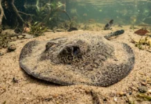 A descarga que batizou a arraia elétrica de água doce também ajuda a afastar ameaças quando o animal permanece oculto no fundo Arraia elétrica de água doce se enterra na areia e utiliza eletrorrecepção para capturar presas sem estímulo visual