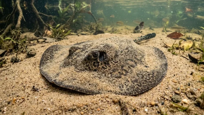 Arraia elétrica de água doce se enterra na areia e utiliza eletrorrecepção para capturar presas sem estímulo visual Arraia elétrica de água doce se enterra na areia e utiliza eletrorrecepção para capturar presas sem estímulo visual