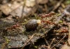 Bicho pau deposita ovos semelhantes a sementes que atraem formigas para proteger a futura geração contra vespas parasitoides Bicho pau deposita ovos semelhantes a sementes que atraem formigas para proteger a futura geração contra vespas parasitoides