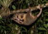 Cuíca lanosa percorre a copa à noite, mistura frutos e pequenos animais na dieta e ajuda a espalhar sementes pela floresta Cuíca lanosa usa ponta nua e sulcos da cauda para sustentar o próprio peso e capturar presas na copa