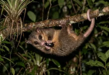 Cuíca lanosa percorre a copa à noite, mistura frutos e pequenos animais na dieta e ajuda a espalhar sementes pela floresta Cuíca lanosa usa ponta nua e sulcos da cauda para sustentar o próprio peso e capturar presas na copa