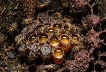 Dentro da colônia, abelhas sem ferrão dividem tarefas, protegem a rainha e preparam novas gerações sem ferroar Abelha sem ferrão constrói potes ovoides de cerume e usa própolis para neutralizar bactérias e fungos na colônia