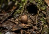 Entre folhas e galhos, o bicho-pau usa o próprio corpo para desaparecer enquanto se alimenta de plantas na floresta Bicho pau deposita ovos semelhantes a sementes que atraem formigas para proteção subterrânea contra vespas parasitoides na floresta
