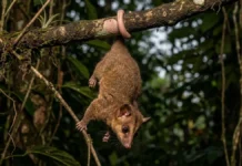 Cuíca lanosa usa ponta nua da cauda preênsil para sustentar peso corporal e liberar patas no forrageio Cuíca lanosa usa ponta nua da cauda preênsil para sustentar peso corporal e liberar patas no forrageio