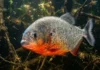 Na época das águas, a piranha vermelha deposita ovos entre plantas e muda a rotina do animal durante a reprodução Piranha vermelha utiliza quimiorrecepção para detectar sangue diluído e recrutar cardume em alimentação cooperativa no rio
